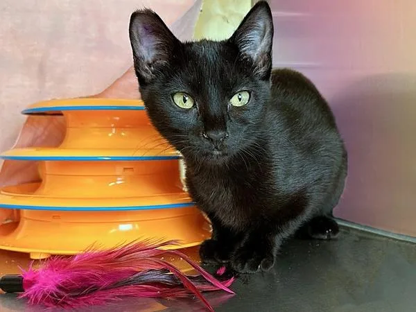 A baby small-sized female Domestic Short Hair cat named Trixx for adoption in Sherwood, OR