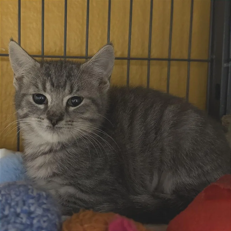 A baby small-sized female Black Domestic Short Hair cat named Preacher for adoption in Chesapeake, VA