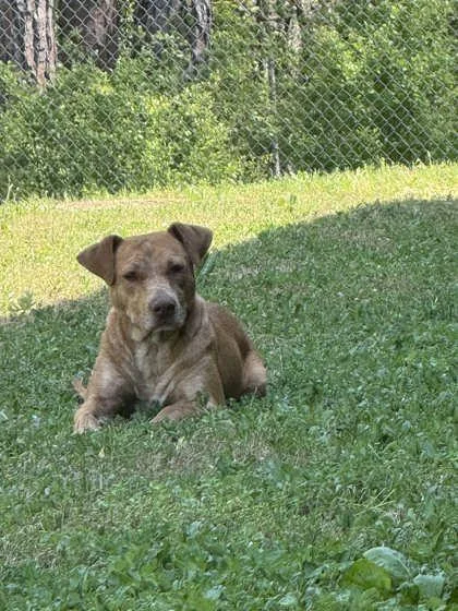 A young medium-sized female Red / Chestnut / Orange Mixed Breed dog named Meg for adoption in Fernandina Beach, FL