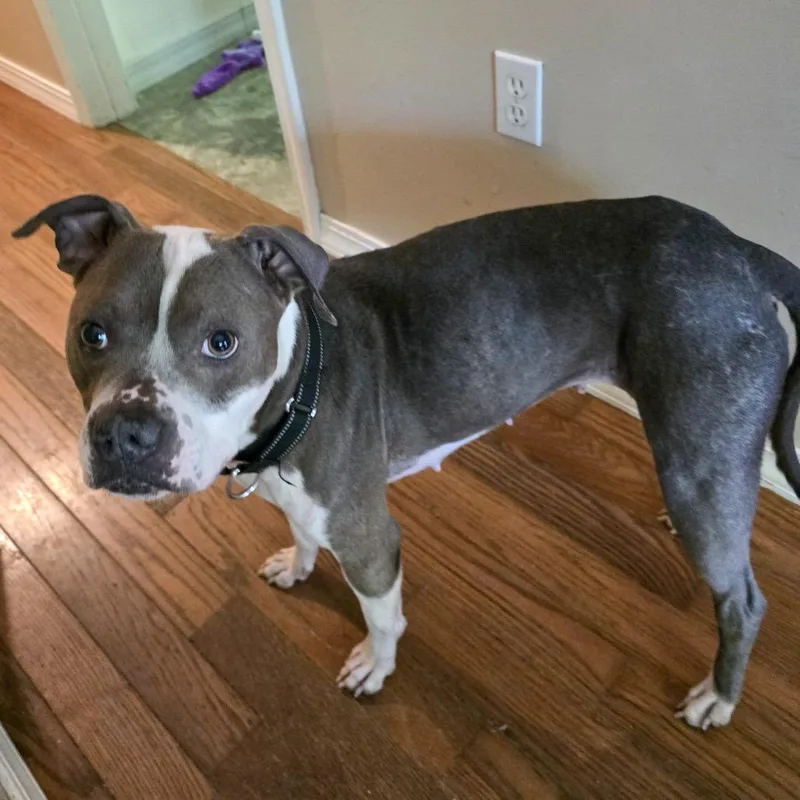 An adult medium-sized female Gray / Blue / Silver Pit Bull Terrier dog named "Leanne" Renata for adoption in Valparaiso, IN