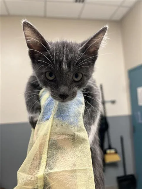 A baby small-sized male Domestic Short Hair cat named Mickey for adoption in Las Vegas, NV