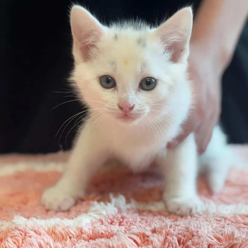 A baby small-sized male White Domestic Short Hair cat named Linny for adoption in Mebane, NC