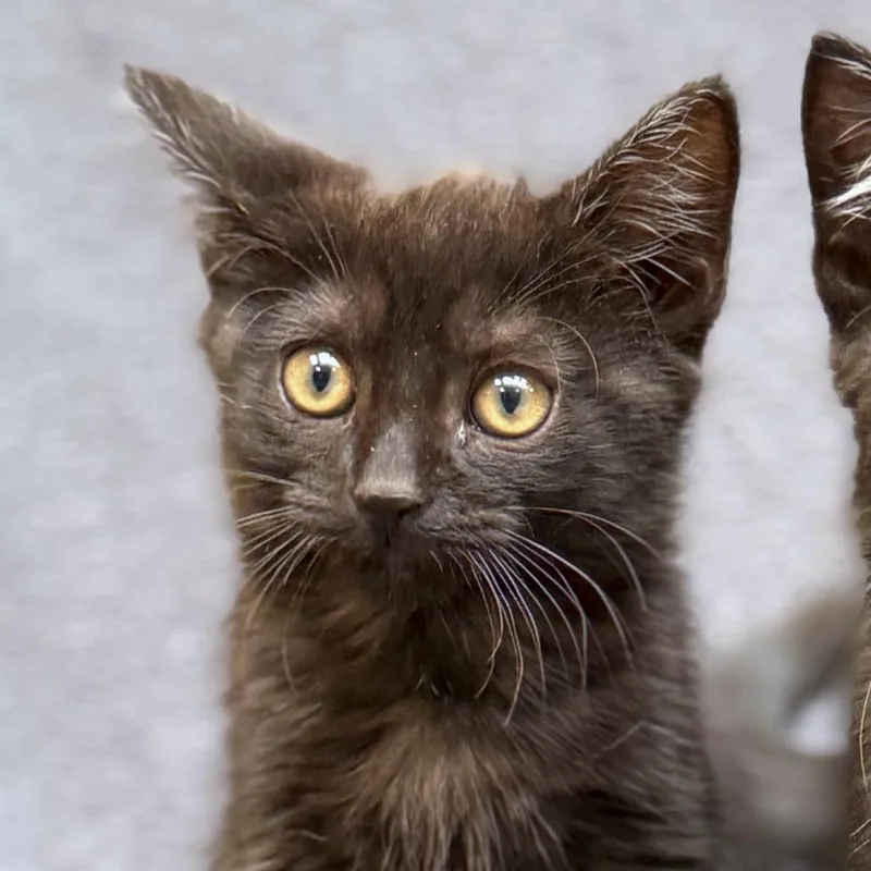 A baby small-sized male Black Domestic Medium Hair cat named "Denali" for adoption in Perkiomenville, PA