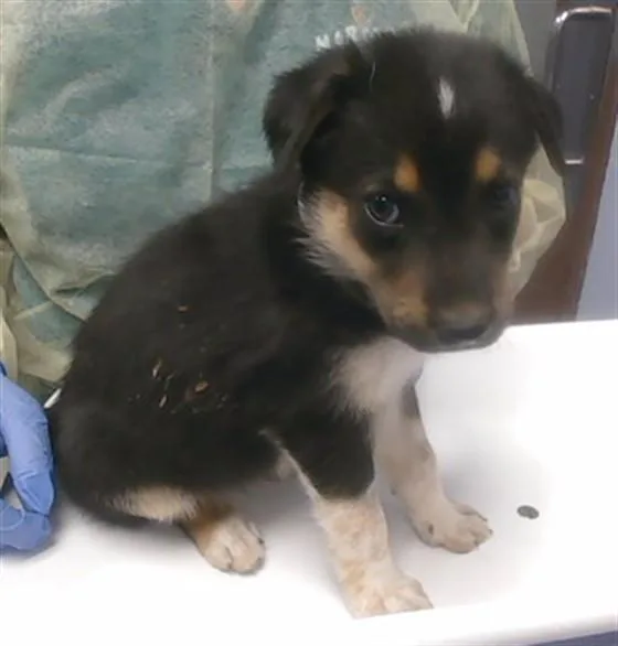 A baby small-sized female German Shepherd Dog dog named Chickpea for adoption in Phoenix, AZ