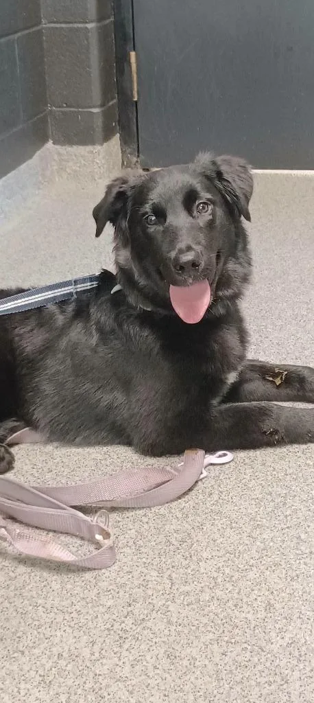 A baby medium-sized female Shepherd dog named Shylie for adoption in Fremont, OH