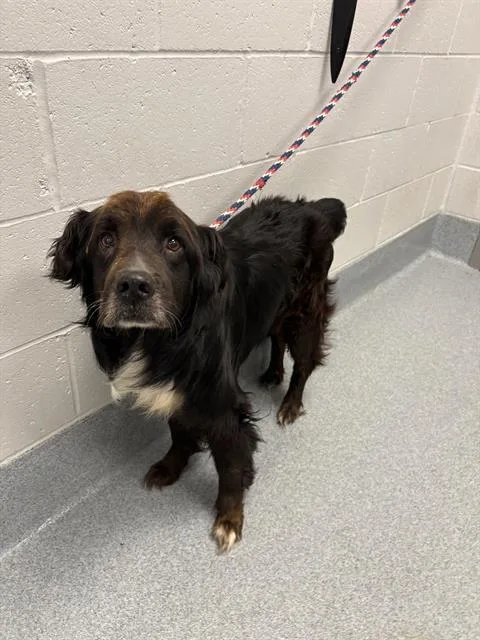 A senior large-sized male Labrador Retriever dog named Duke for adoption in Indianapolis, IN