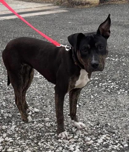 An adult medium-sized female Mixed Breed dog named Ari for adoption in West Chester, PA