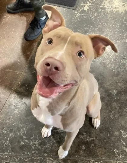 A young large-sized male Mixed Breed dog named Gus for adoption in Cincinnati, OH