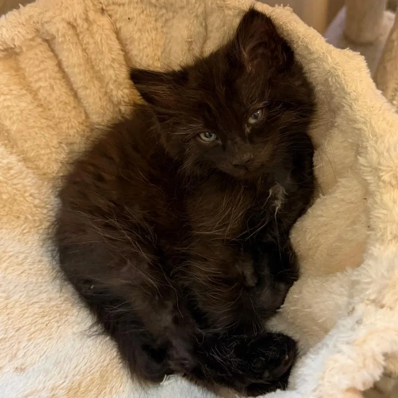 A baby small-sized female Black Domestic Long Hair cat named Petunia for adoption in Las Vegas, NV