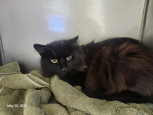 A young small-sized male Domestic Medium Hair cat named Luca for adoption in Santa Cruz, CA
