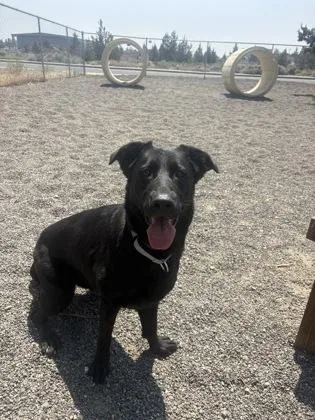 An adult large-sized female Black Border Collie dog named Becca for adoption in Redmond, OR