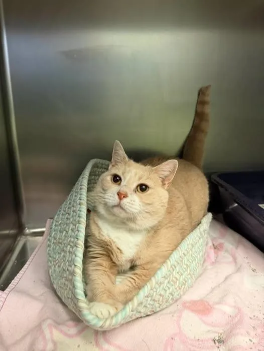 An adult large-sized female Buff & White Domestic Short Hair cat named Bones for adoption in Amherst, VA
