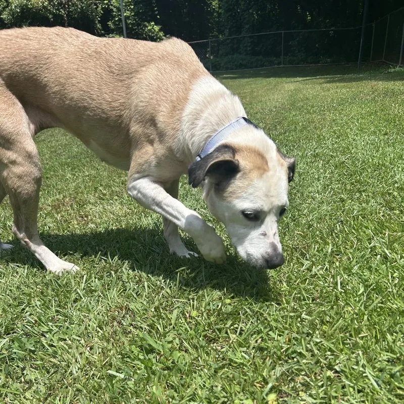 A senior medium-sized female White / Cream Mixed Breed dog named Madeline for adoption in Auburn, AL