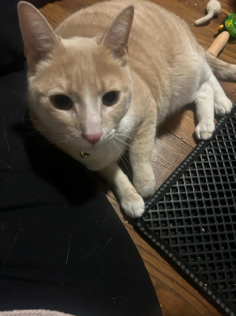 An adult large-sized male Buff / Tan / Fawn Domestic Short Hair cat named Keeko for adoption in Newark, NJ