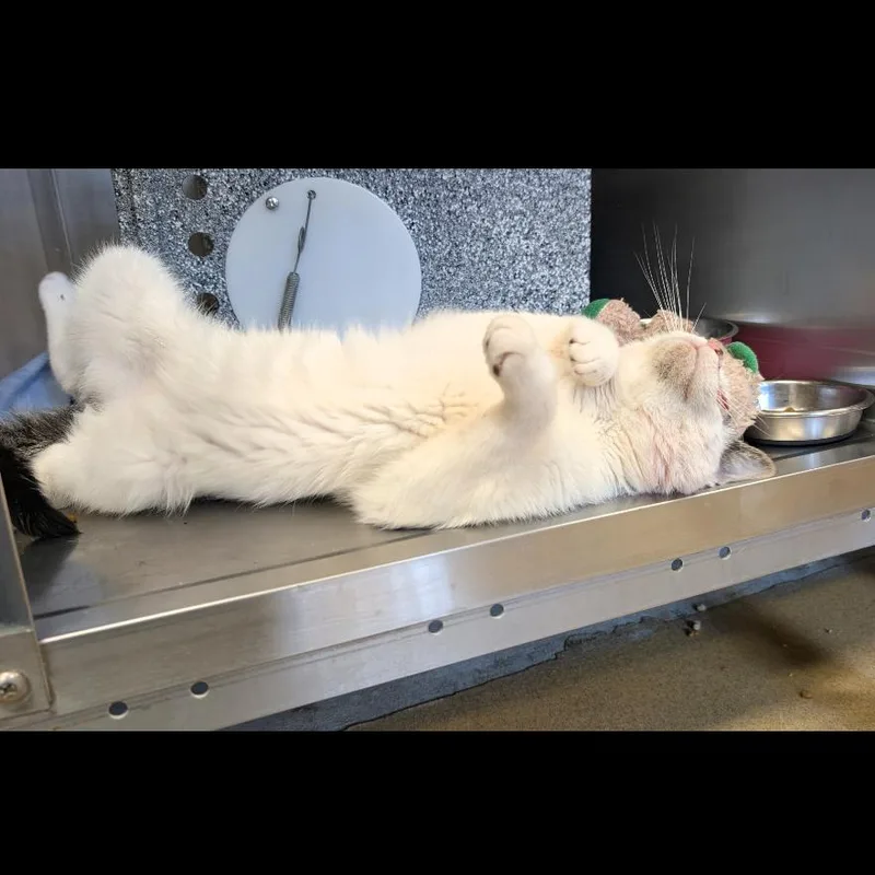 An adult medium-sized male Gray / Blue / Silver Domestic Short Hair cat named Handsome for adoption in Birdsboro, PA