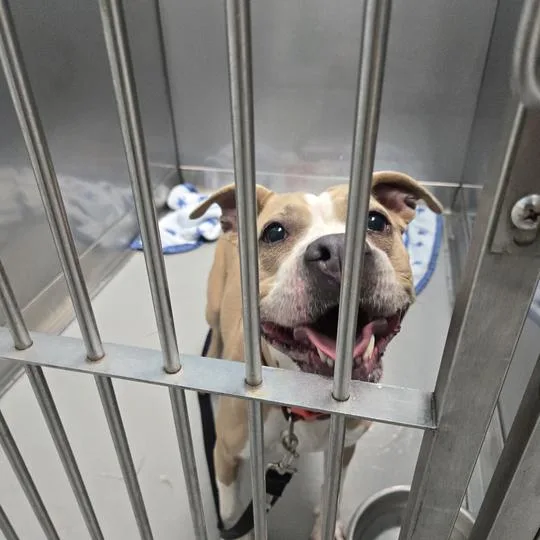 An adult medium-sized female Yellow / Tan / Blond / Fawn Mixed Breed dog named Eros for adoption in Davenport, IA