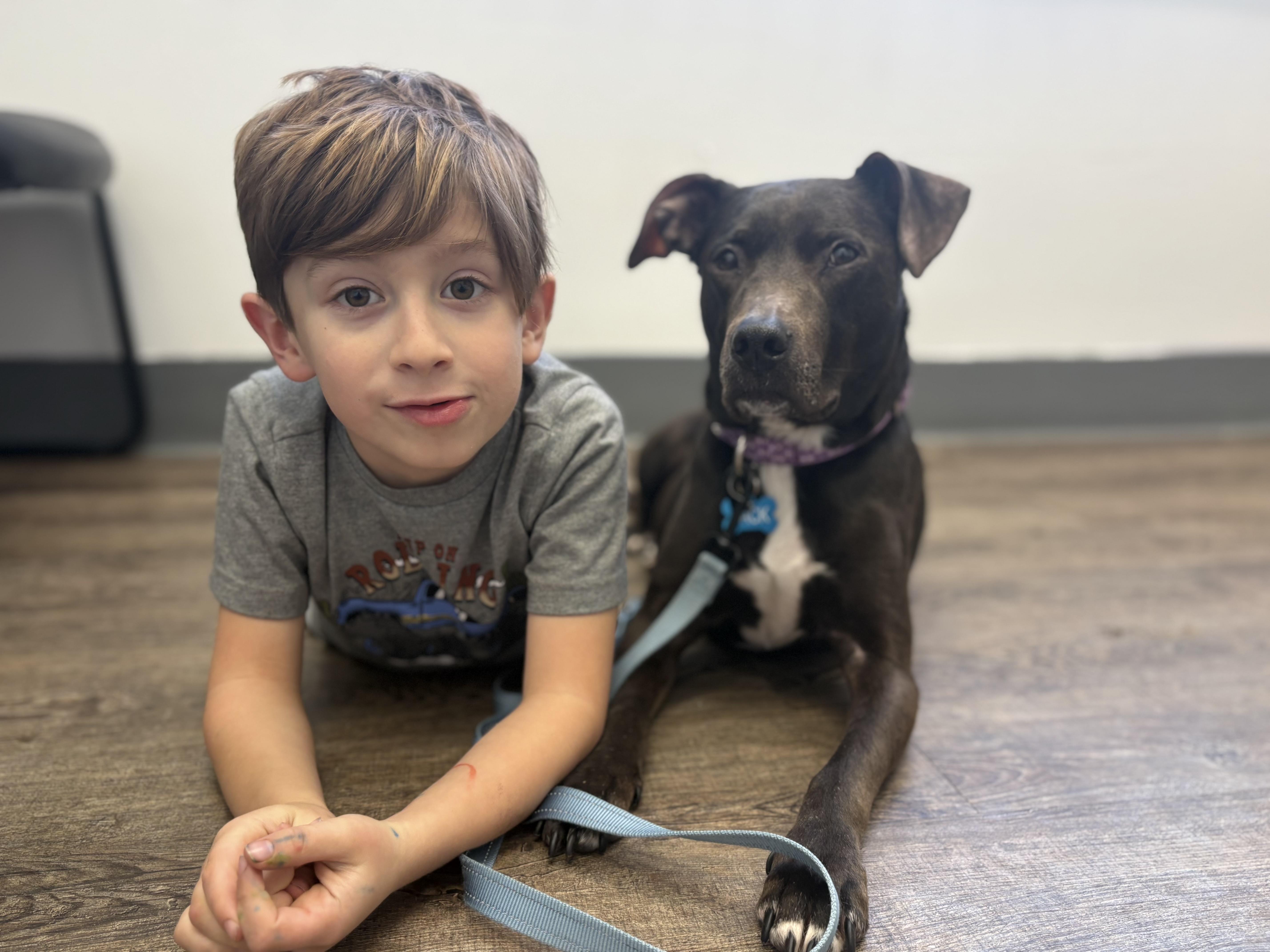 An adult medium-sized female Bicolor American Staffordshire Terrier dog named Sage for adoption in Olympia, WA