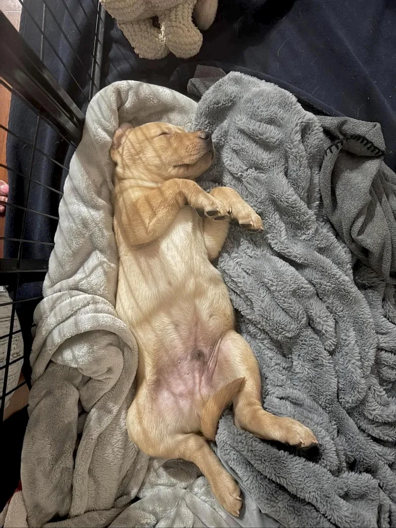 Tank