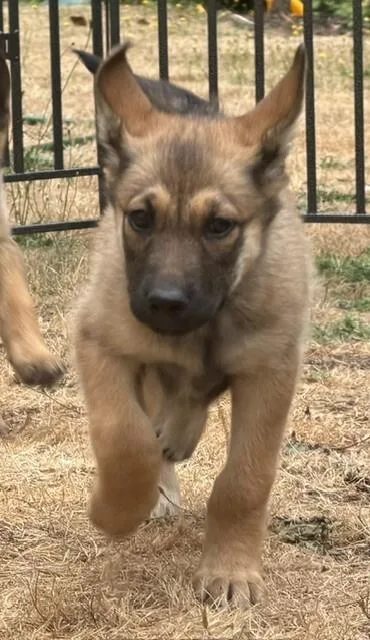 A young large-sized female German Shepherd Dog dog named Heather for adoption in Seattle, WA