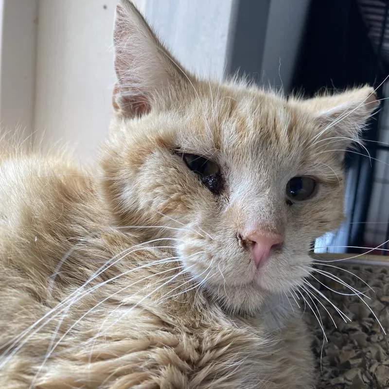 An adult small-sized male Buff / Tan / Fawn Domestic Short Hair cat named Stetson for adoption in Kanab, UT