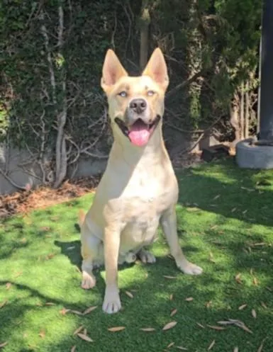 A young medium-sized male Pit Bull Terrier dog named Cheke for adoption in Chatsworth, CA