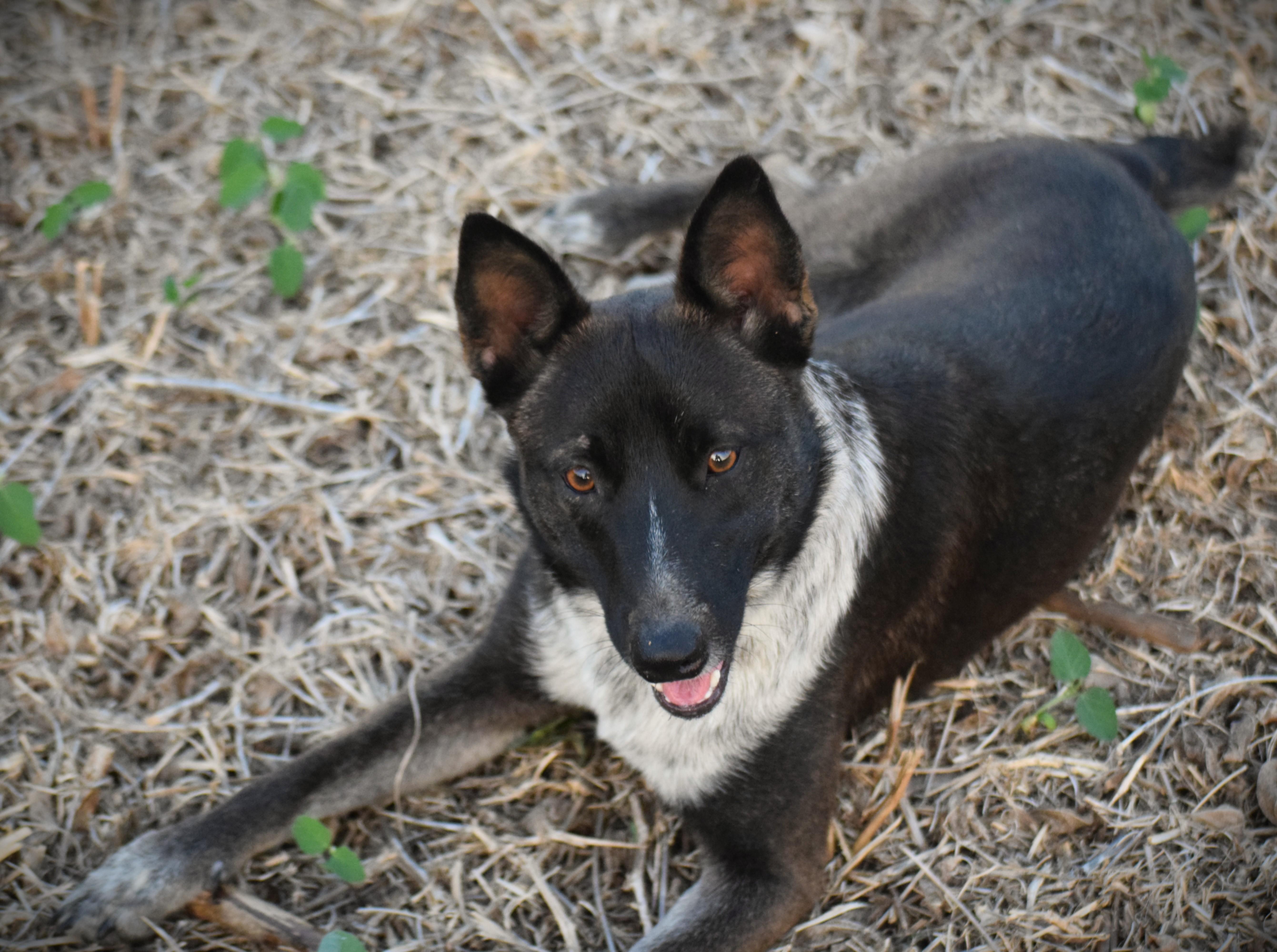 A young medium-sized female Australian Cattle Dog / Blue Heeler dog named KCSuper Smart for adoption in Rockport, IN