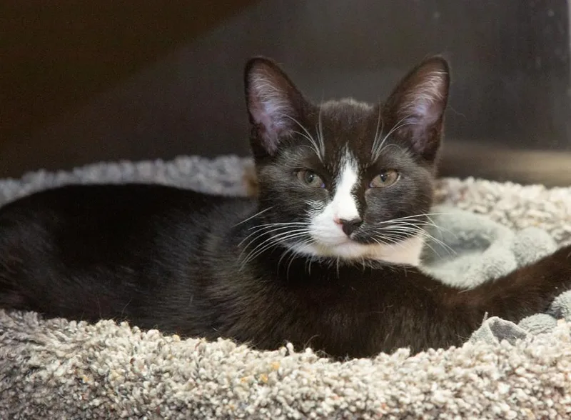 A baby medium-sized female Black & White / Tuxedo Domestic Short Hair cat named Pipsqueak for adoption in Elmwood Park, NJ