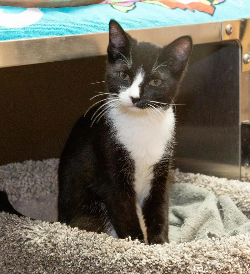 Pipsqueak thumbnail 2