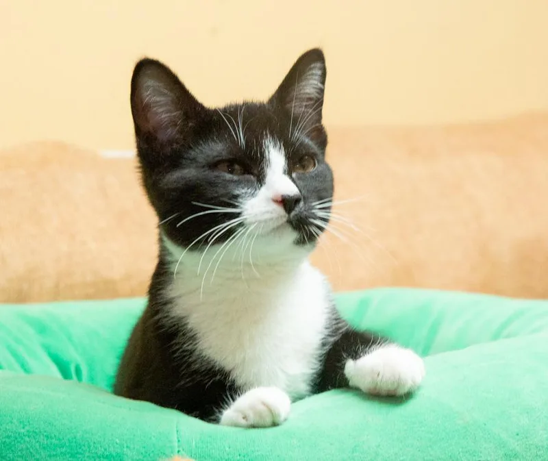 Pipsqueak thumbnail 3