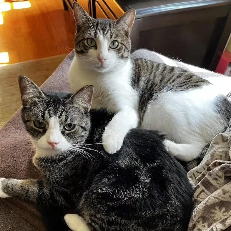 Simon [red] thumbnail 2