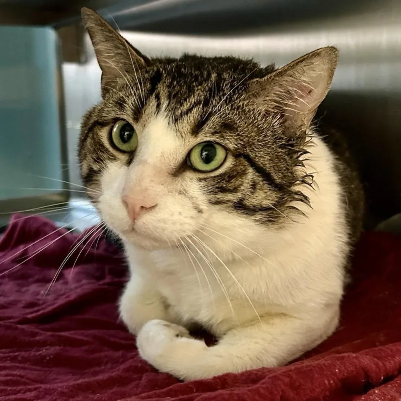 Simon [red] thumbnail 4