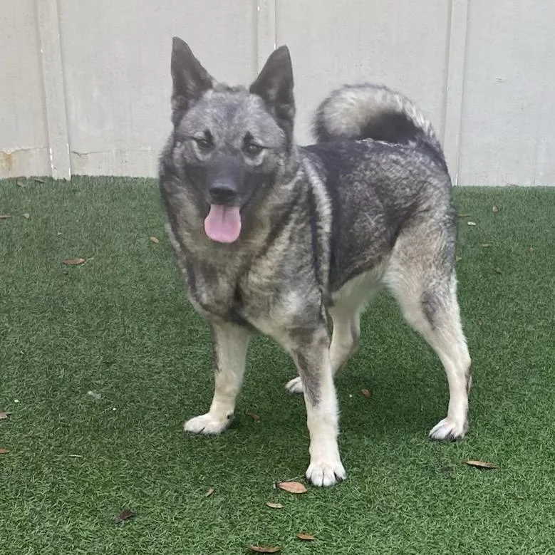 An adult medium-sized female Yellow / Tan / Blond / Fawn Norwegian Elkhound dog named Mary Lynn for adoption in LOXAHATCHEE, FL