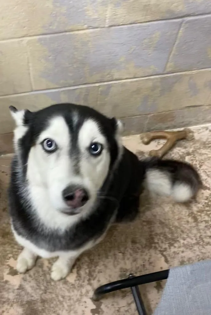 A young medium-sized female Husky dog named Celeste for adoption in Troy, OH
