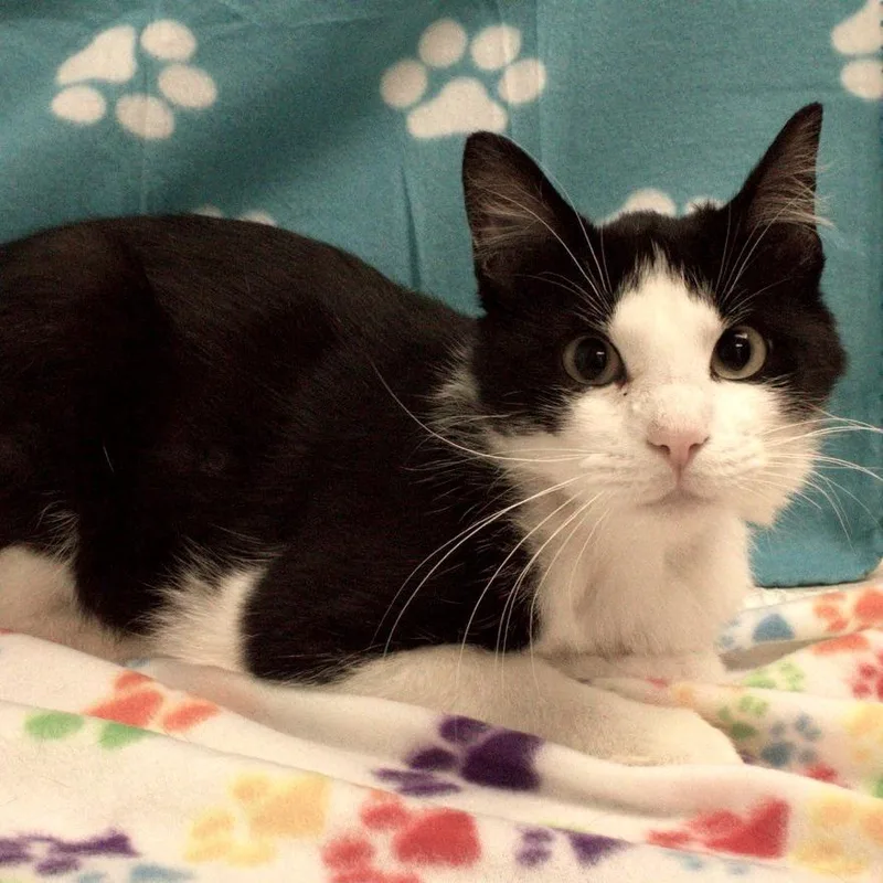 An adult medium-sized male White Domestic Short Hair cat named Tuck for adoption in Carrollton, OH