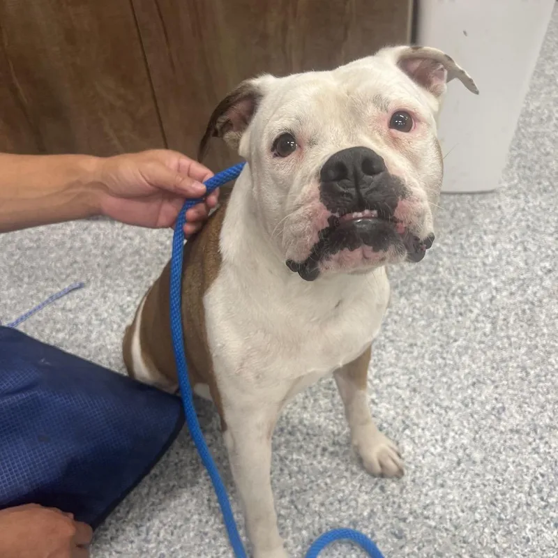 An adult medium-sized female Yellow / Tan / Blond / Fawn Mixed Breed dog named Bertha for adoption in LOXAHATCHEE, FL