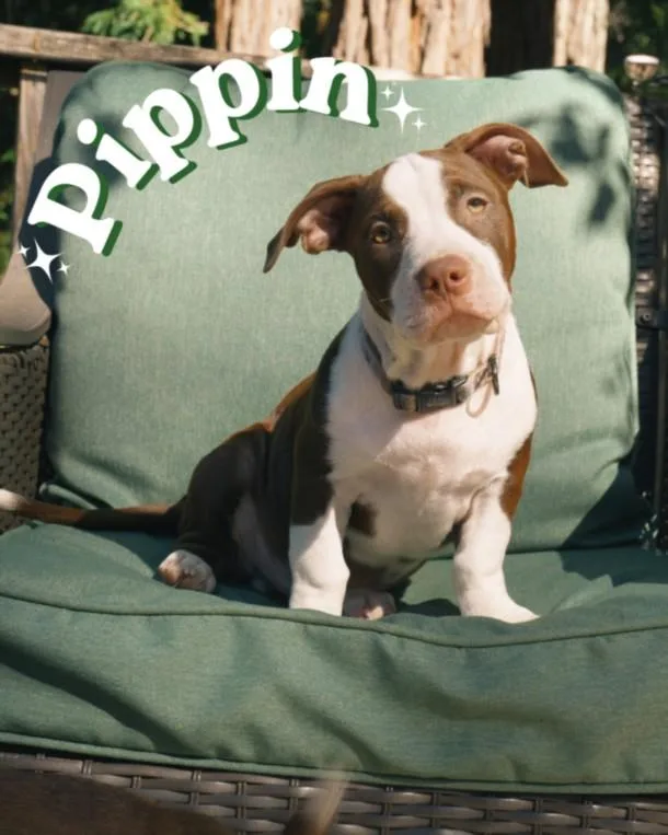 A baby small-sized male Staffordshire Bull Terrier dog named Pippin for adoption in Santa Cruz, CA