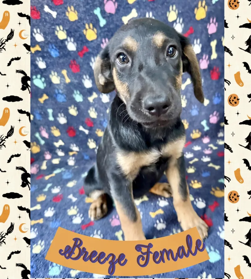 A baby medium-sized female Labrador Retriever dog named Breeze for adoption in Manchester, CT