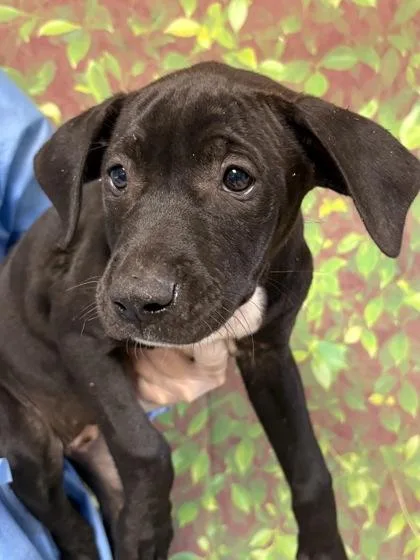 A young small-sized female American Staffordshire Terrier dog named Siracha for adoption in San Antonio, TX
