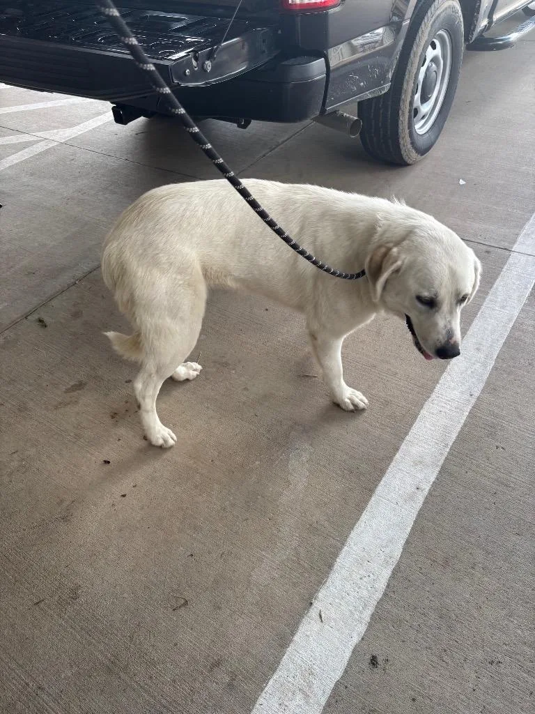 A young large-sized female Great Pyrenees dog named Snow for adoption in Belton, TX