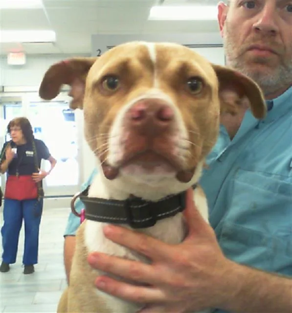 A young medium-sized male Mixed Breed dog named A for adoption in Charlotte, NC