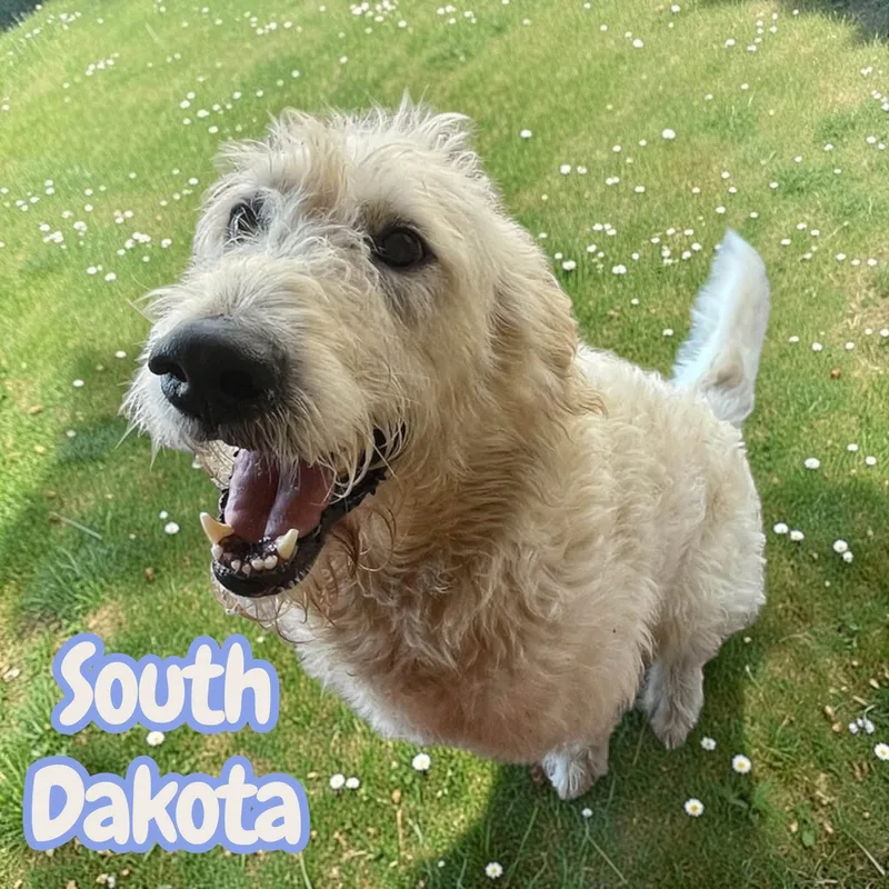 An adult large-sized male White / Cream Goldendoodle dog named South Dakota sweet for adoption in Chuckey, TN