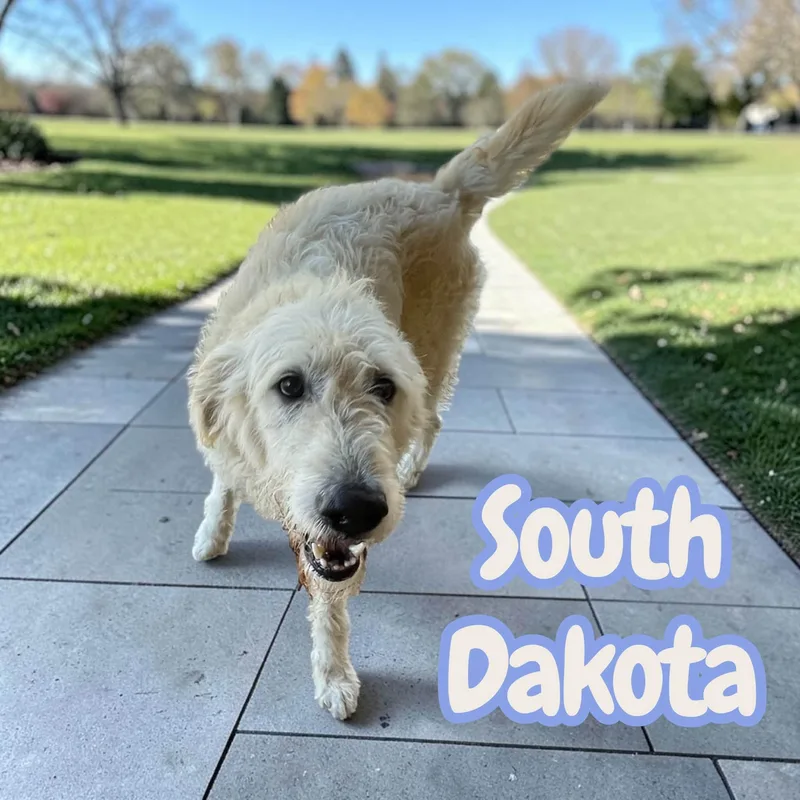 South Dakota  sweet thumbnail 2