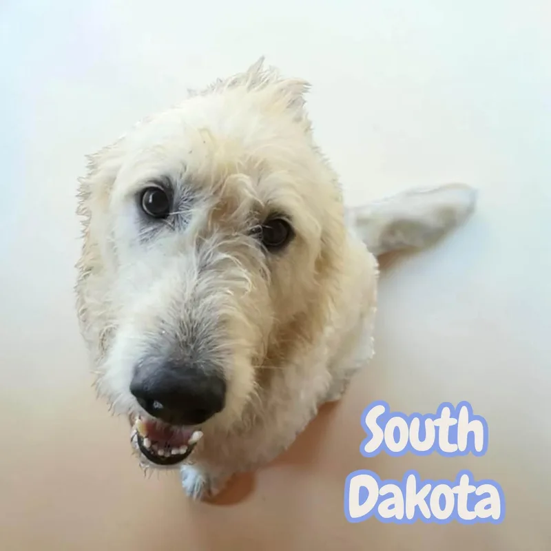 South Dakota  sweet thumbnail 3