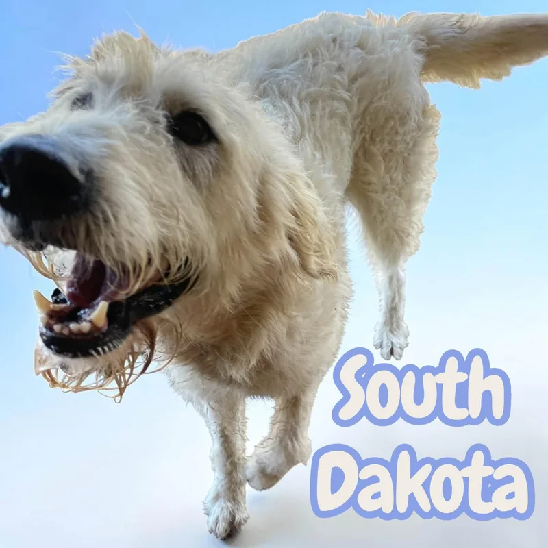 South Dakota  sweet thumbnail 4