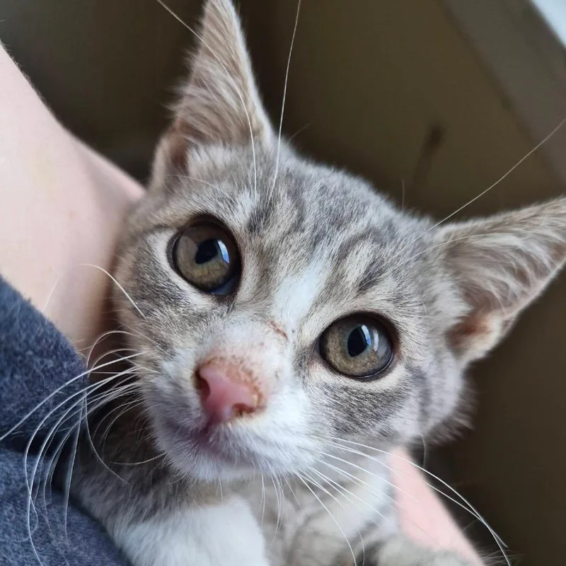 A baby small-sized female Gray / Blue / Silver Domestic Short Hair cat named Glaceon for adoption in Lexington, KY
