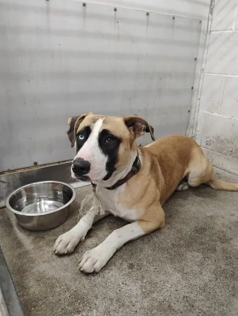 A young large-sized male Pit Bull Terrier dog named A for adoption in San Bernardino, CA