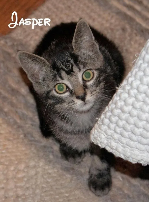 A young medium-sized male Tabby cat named Jasper for adoption in Knoxville, TN