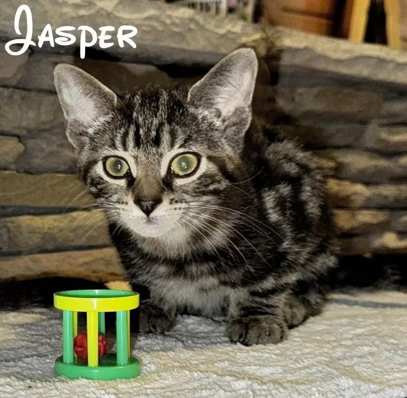 Jasper thumbnail 3