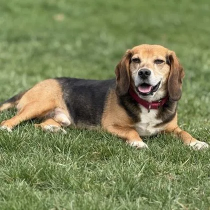 An adult small-sized male Beagle dog named Auggie Auggilicilous for adoption in East Montpelier, VT