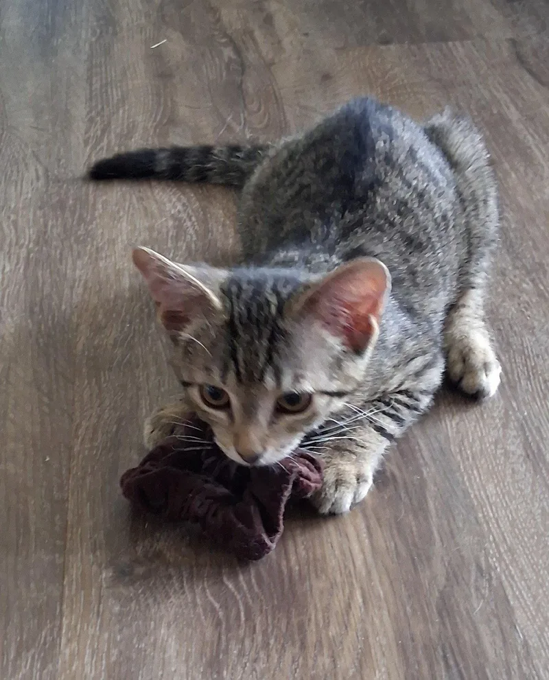 A baby medium-sized female Domestic Short Hair cat named Mitzi for adoption in Broomall, PA